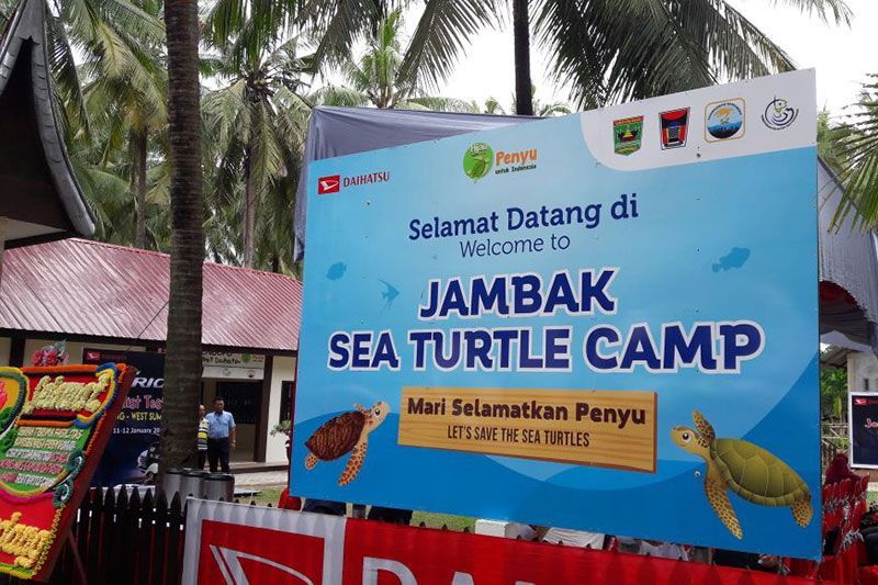 Melepas Puluhan Penyu di Jambak Sea Turtle Camp