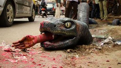 Giant Anaconda On Bengaluru Streets Has A Message For The Authorities