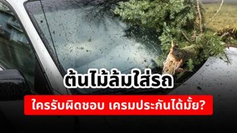 ต้นไม้ล้มใส่รถ ใครรับผิดชอบ เครมประกันได้มั้ย?