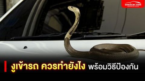งูเข้ารถ ควรทำยังไงพร้อมวิธีป้องกัน